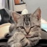 轻拢慢捻抹复挑 profil fotoğrafı