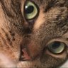 Profilbild von SCIM (Silly Cat I Meow)