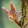 squirrel ็ๅคดๅ