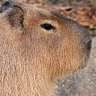 Profilbild von Capybara