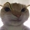Profilbild von kem