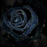 Фото профиля stigma of the rose