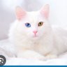 Minina linda profil fotoğrafı