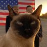 Profilbild von PolitiCat