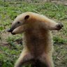 Profilbild von Nepo Baby