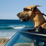 Profilbild von MarmaDuke