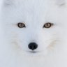 NorthernFox profil fotoğrafı