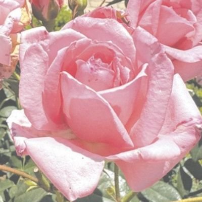 WWsOYgSxGdtBiLV's profile picture