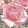 Фото профиля ブレナンすもも🍑🌹