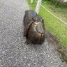 しんたそ 的头像