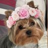 Profilbild von Simoni