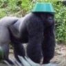Фото профиля gorillaxbt