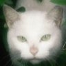 瑾年 profil fotoğrafı