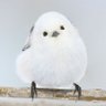 ã¢ãrað¥'s profile picture