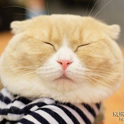 クラゴン親方ฅ(^ΦωΦ^ฅ)ニャア's profile picture