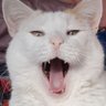 Profilbild von Louise