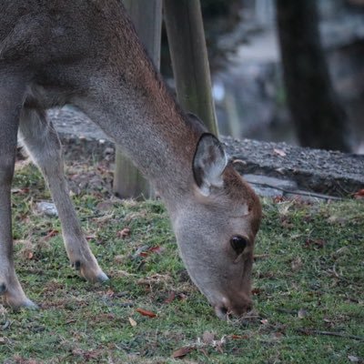 sadistic1017's profile picture