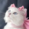 พาย ˁ˙˟˙ˀ's profile picture