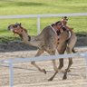 ْراعيِ شُواهين❥ 🐪's profile picture