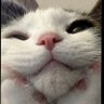 Profilbild von ฅ^•ﻌ•^ฅ