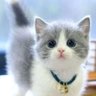 King profil fotoğrafı