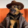 Owczarek Niemiecki profil fotoğrafı