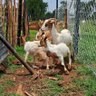 CHITSIGA FARM 的头像
