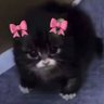 Sam Ji 🫨 🍉 profil fotoğrafı
