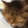 トキ's profile picture