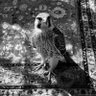 𝑇 profil fotoğrafı