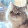 Profilbild von きなこ