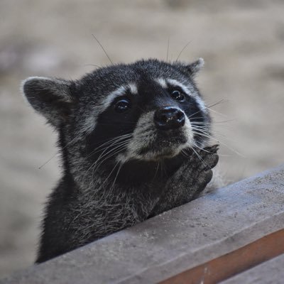 Nick Pettigrew's profile picture