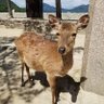 たけい 的头像