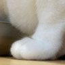 ヤィール's profile picture