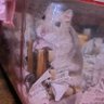 ハムスター🐹Love💖 profil fotoğrafı