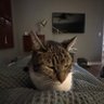Cat Daddy profil fotoğrafı