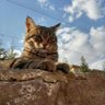 Фото профиля بلال رحماني