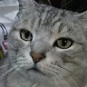 ゆきこ 的头像