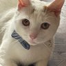 Yoshie's profile picture
