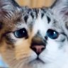 Profilbild von すなふきん