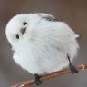ヒミツ profil fotoğrafı