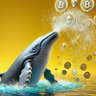 Crypto Gems Whale🐳💎 profil fotoğrafı