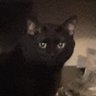 Profilbild von a cat named Chris