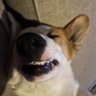 Profilbild von REO Fleawagon