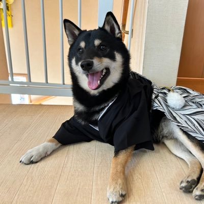 mozuku_shibainu's profile picture
