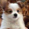 Profilbild von ちょび