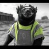 Фото профиля HONEYBADGER