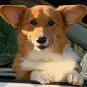 Churchilla's profile picture