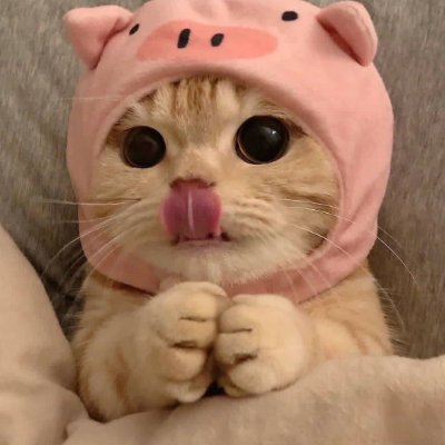 Cats all the way's profile picture