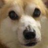 りんぱ's profile picture